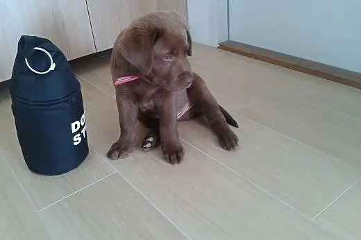 LABRADOR czekoladowy,  lubelskie Świdnik