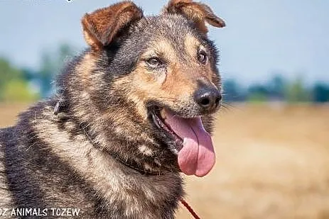 OTOZ Animals - Bystrzak - kochany, fajny kundel bury,  pomorskie Tczew