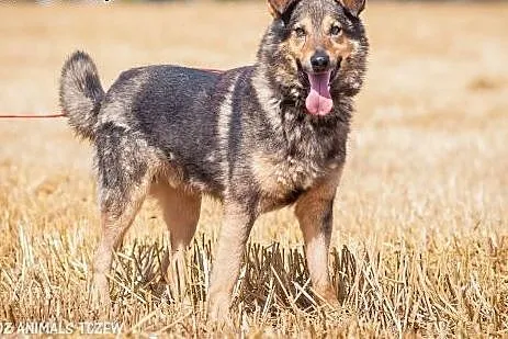 OTOZ Animals - Bystrzak - kochany, fajny kundel bu