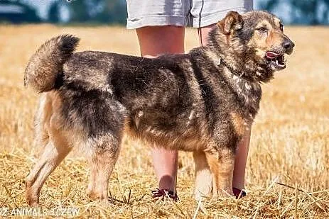 OTOZ Animals - Bystrzak - kochany, fajny kundel bu