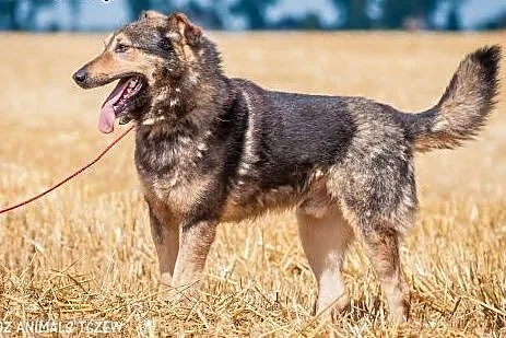 OTOZ Animals - Bystrzak - kochany, fajny kundel bu