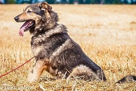 OTOZ Animals - Bystrzak - kochany, fajny kundel bu