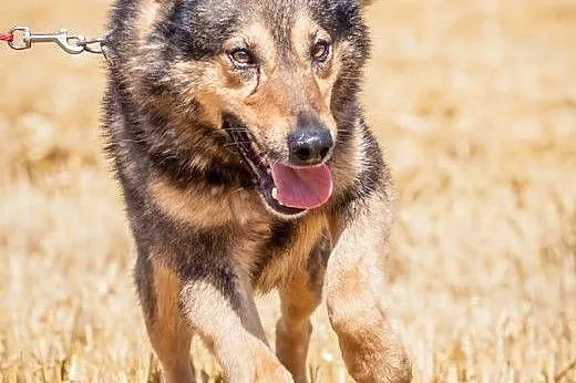 OTOZ Animals - Bystrzak - kochany, fajny kundel bu