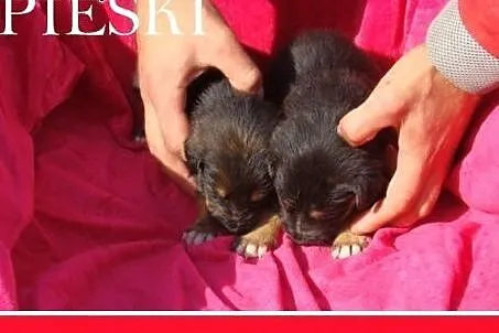 5 tyg.szczeniaki,pieski,suczki dla doświadczonych.