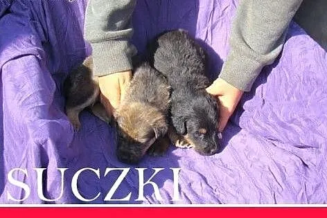 5 tyg.szczeniaki,pieski,suczki dla doświadczonych.