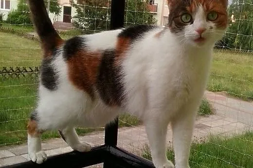 KICIA szuka nowego domu,  mazowieckie Płock