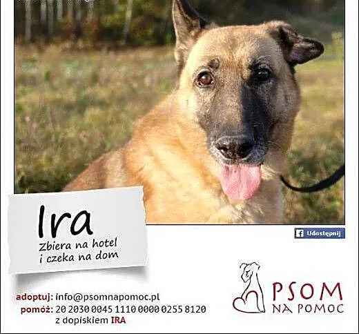 IRA - sunia w typie owczarka szuka domu, małopols