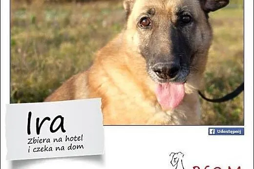 IRA - sunia w typie owczarka szuka domu,  małopols