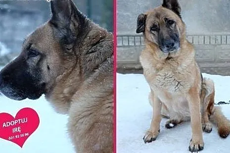 IRA - sunia w typie owczarka szuka domu,  małopols