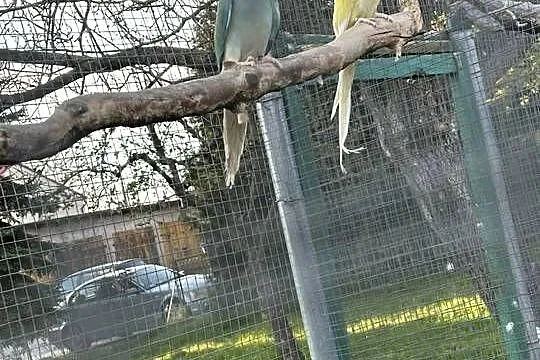 Aleksandretty obrożne dorosłe samice, Małopolskie, Skała