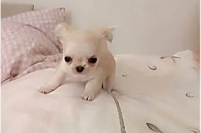 Chihuahua długowłosa, Mazowieckie, Warszawa