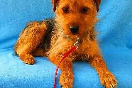 LOLA - piękna, 2 letnia, mała sunia w typie terrie
