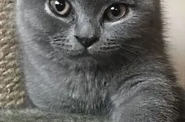 Kot brytyjski krótkowłosy niebieski, kocięta, Miejska Górka
