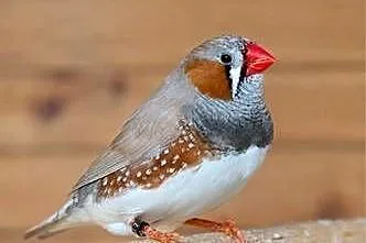 Zeberki , amadyna zebrowata