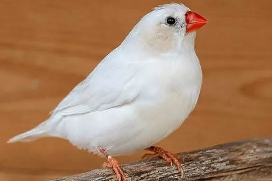Zeberki , amadyna zebrowata, Mazowieckie, Warszawa