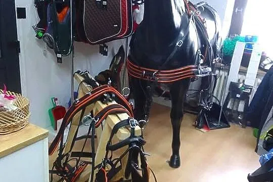 Uprząż szorowa biothan na parę koni rozmiar full