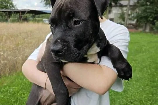 Amstaff American Staffordshire Terrier Czarna Black Suczka