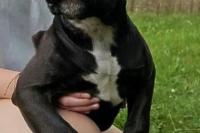 Amstaff American Staffordshire Terrier Czarna Black Suczka, Świętokrzyskie, Kielce