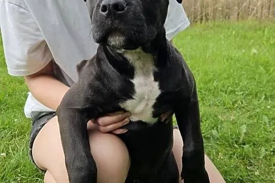Amstaff American Staffordshire Terrier Czarna Black Suczka, Świętokrzyskie, Kielce