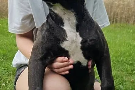 Amstaff American Staffordshire Terrier Czarna Black Suczka, Świętokrzyskie, Kielce