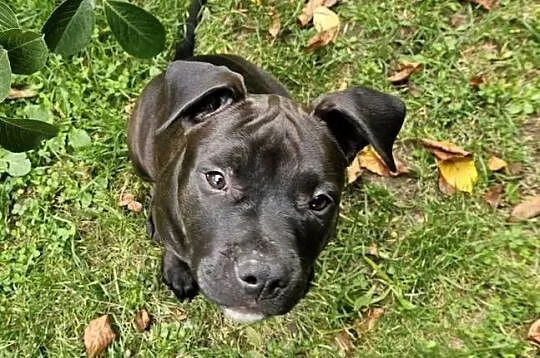 Amstaff American Staffordshire Terrier Czarna Black Suczka, Świętokrzyskie, Kielce