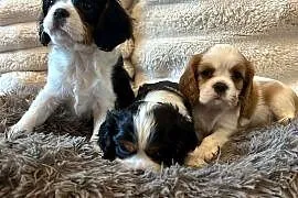 Cavalier King Charles Spaniel – szczeniaki na sprzedaż