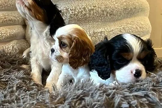Cavalier King Charles Spaniel – szczeniaki na sprzedaż, Warmińsko-mazurskie, Olsztyn