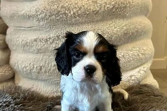 Cavalier King Charles Spaniel – szczeniaki na sprzedaż, Warmińsko-mazurskie, Olsztyn