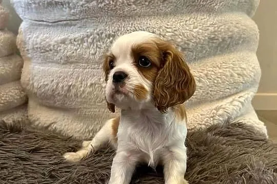 Cavalier King Charles Spaniel – szczeniaki na sprzedaż, Warmińsko-mazurskie, Olsztyn