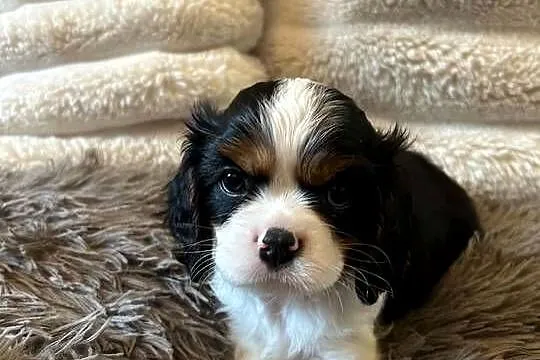 Cavalier King Charles Spaniel – szczeniaki na sprzedaż, Warmińsko-mazurskie, Olsztyn