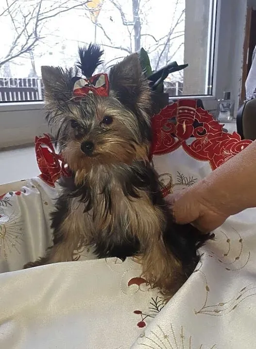 YORKSHIRE TERRIER Piekna miniaturowa SUCZKA, Wielkopolskie, Ostrów Wielkopolski