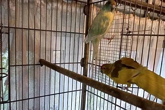 Papugi modrolotki