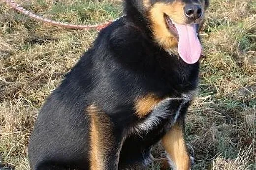 Młodziutki Kajtek bardzo czeka na dom,  śląskie Ka