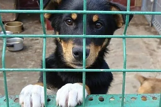 Młodziutki Kajtek bardzo czeka na dom,  śląskie Ka