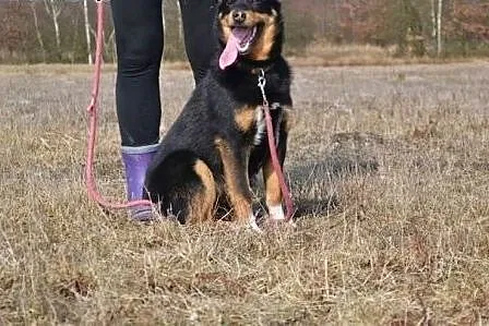 Młodziutki Kajtek bardzo czeka na dom,  śląskie Ka