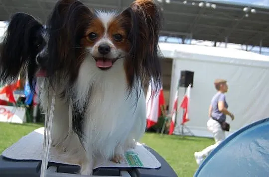 Papillon pieski rodowód FCI, Poznań