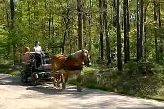 Sprzedam klacz pkz, Dolnośląskie, Grzymalin