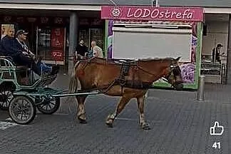 Sprzedam klacz pkz, Dolnośląskie, Grzymalin