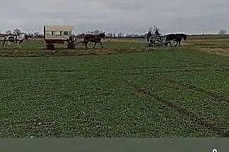 Sprzedam klacz pkz, Dolnośląskie, Grzymalin