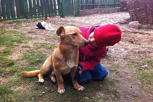 Wyjątkowy pies do adopcji,  mazowieckie Warszawa