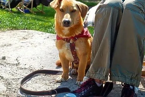Wyjątkowy pies do adopcji,  mazowieckie Warszawa