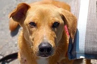 Wyjątkowy pies do adopcji,  mazowieckie Warszawa