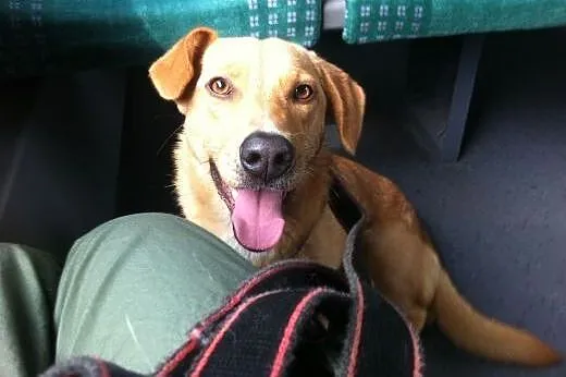 Wyjątkowy pies do adopcji,  mazowieckie Warszawa