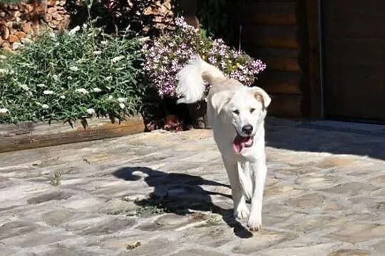 Sara mix labrador, szuka domu