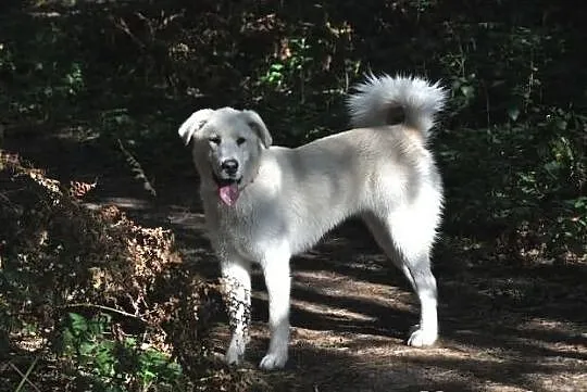Sara mix labrador, szuka domu