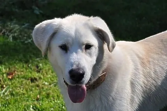 Sara mix labrador, szuka domu