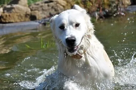 Sara mix labrador, szuka domu
