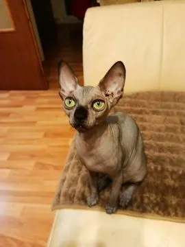 Sphynx – piękny zarejestrowany Kocięta na sprzedaż