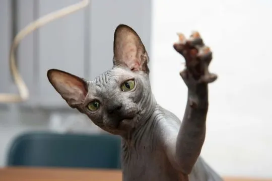 Sphynx – piękny zarejestrowany Kocięta na sprzedaż, Mazowieckie, Warszawa