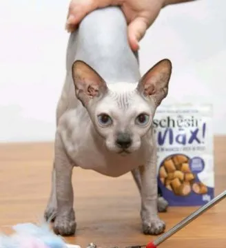 Sphynx – piękny zarejestrowany Kocięta na sprzedaż, Mazowieckie, Warszawa